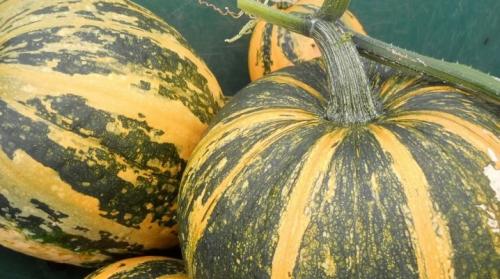 Когда убирать голосемянную тыкву. Выращивание голосемянной тыквы