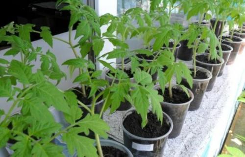 На листьях помидор появились белые пятна. Почему белеют листья у рассады томатов