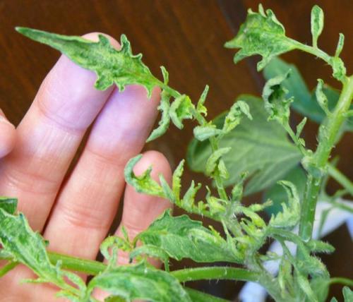 Светлые пятна на листьях томатов в теплице. Провоцирующие факторы