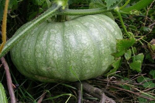 Можно ли есть недозрелую тыкву. Сорта тыквы зеленого цвета