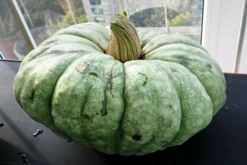 Можно ли есть недозрелую тыкву. Сорта тыквы зеленого цвета