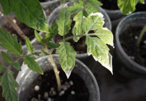 На листьях помидор появились белые пятна. Почему белеют листья у рассады томатов