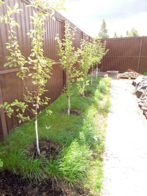 Осень - идеальное время для посадки плодовых деревьев и ягодных кустарников 17 Осень - идеальное время для посадки плодовых деревьев и ягодных кустарников 17