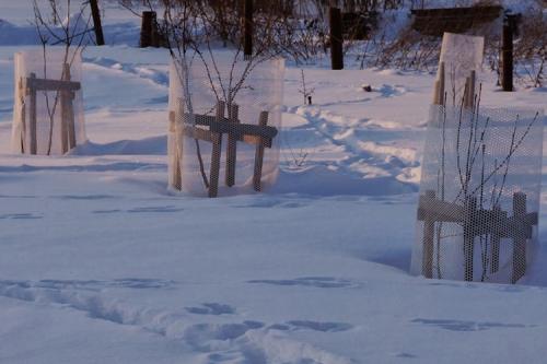 Защита стволов деревьев зимой от грызунов. Как защитить деревья в саду от грызунов