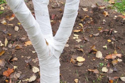 Защита стволов деревьев зимой от грызунов. Как защитить деревья в саду от грызунов