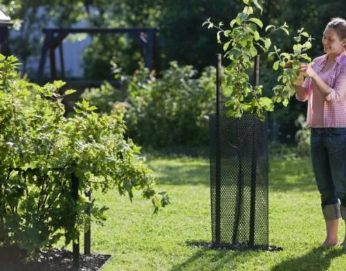 Побелка деревьев от зайцев. Зайцы на даче: как спасти молодые саженцы