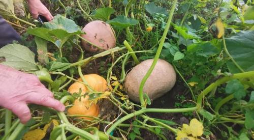 Ведение тыквы: как и когда убирать урожай в 2025 году