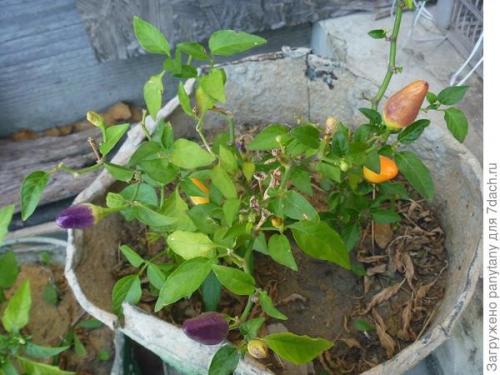 Посадка малины в ящики. Мобильный малинник