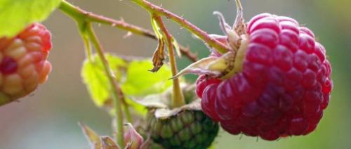 Как правильно выбрать малину для посадки. Выбор места для посадки и подготовка почвы 06