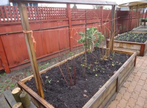 Как правильно выбрать малину для посадки. Выбор места для посадки и подготовка почвы 08