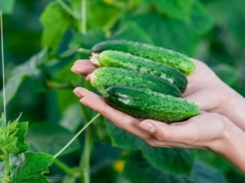 Почему горькие огурцы с грядки. Почему огурцы, выращенные в открытом грунте, могут горчить 13
