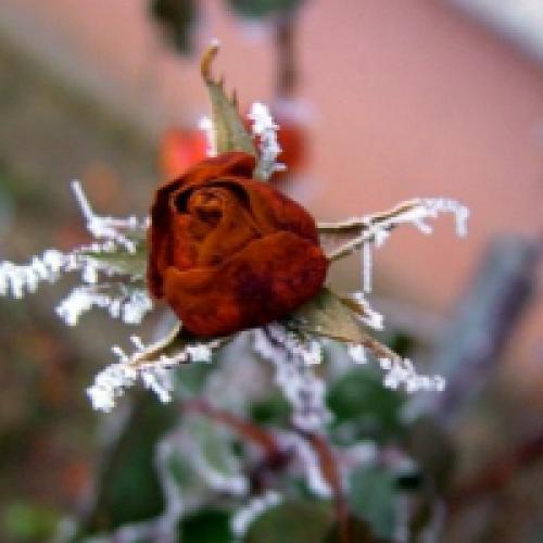 Как хранить розы зимой в теплице. Как сохранить розы зимой