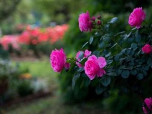 Как сохранить розы зимой в открытом грунте. Способы сохранения в открытом грунте 02 Как сохранить розы зимой в открытом грунте. Способы сохранения в открытом грунте 02