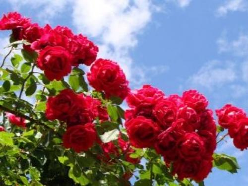 Как сохранить розы зимой в открытом грунте. Способы сохранения в открытом грунте 01 Как сохранить розы зимой в открытом грунте. Способы сохранения в открытом грунте 01