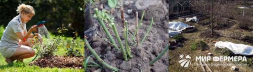 Как хранить розы зимой в теплице. Как сохранить розы зимой