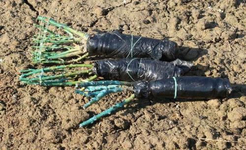 Как сохранить розы зимой в подвале. Как необходимо хранить георгины и розы зимой в подвале