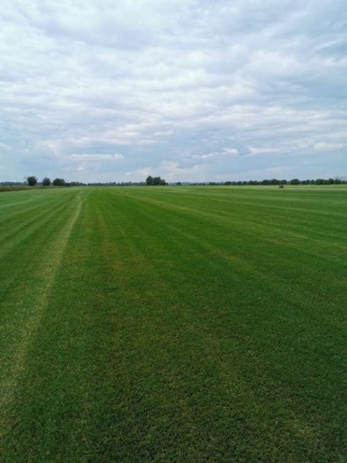 Какие условия необходимо создать для правильной посадки деревьев и кустарников