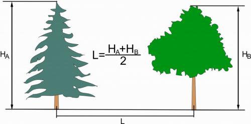Как правильно посадить деревья и кустарники в парке 13