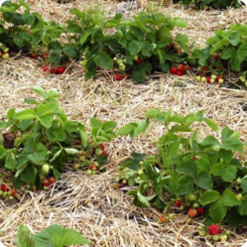 Посадка земляники на грядку. КАК ПРАВИЛЬНО ПОСАДИТЬ ЗЕМЛЯНИКУ САДОВУЮ