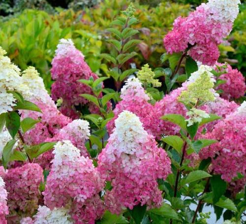 Гортензия Фрайз Мельба. Происхождение гортензии Фрайз Мельба