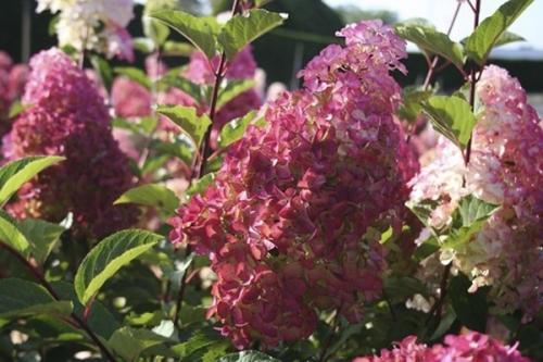 Гортензия Фрайз мельба: описание. Гортензия Фрайз Мельба посадка