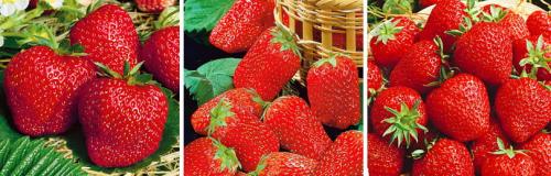 Посадка земляники на грядку. КАК ПРАВИЛЬНО ПОСАДИТЬ ЗЕМЛЯНИКУ САДОВУЮ