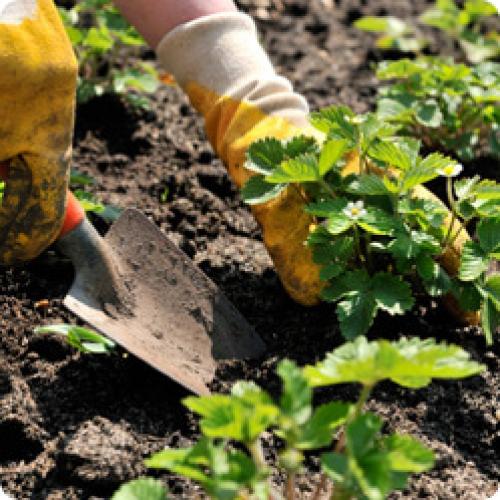 Посадка земляники на грядку. КАК ПРАВИЛЬНО ПОСАДИТЬ ЗЕМЛЯНИКУ САДОВУЮ