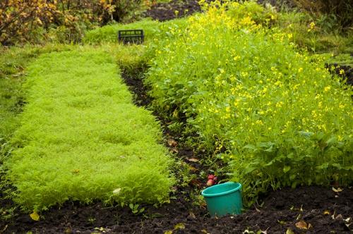 Сидераты не крестоцветные. Лучшие сидераты для огорода, когда лучше их сеять и нужно ли закапывать