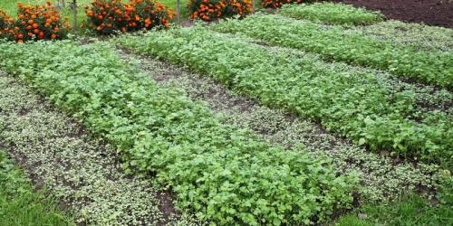 Что такое сидераты для чего они нужны. Сидераты –, что это, какие лучше сеять и когда как использовать