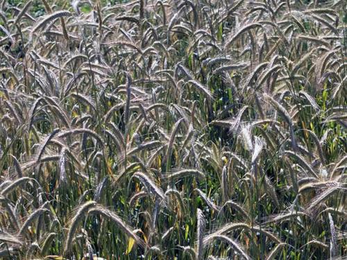 Злаковые сидераты. Что такое сидераты? 01