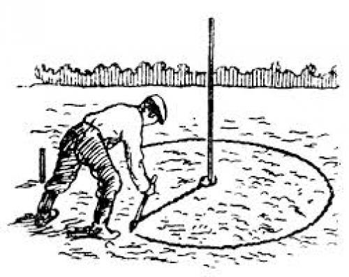 Посадка деревьев