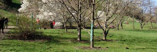 Улучшай свой сад: основы посадки деревьев и кустарников 10