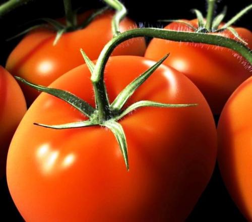 Свои семена томатов. Как собрать свои семена помидоров