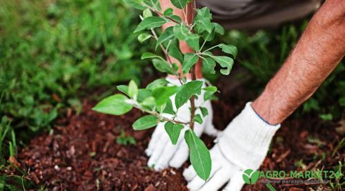 Как обеспечить правильное количество воды для саженцев