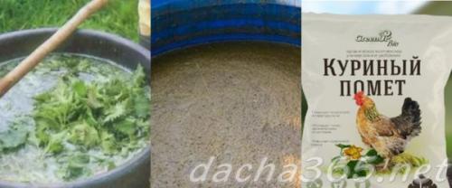 Подкормка ремонтантной малины ранней весной. Когда удобрять малину весной: оптимальные сроки и схема