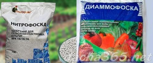 Подкормка ремонтантной малины ранней весной. Когда удобрять малину весной: оптимальные сроки и схема