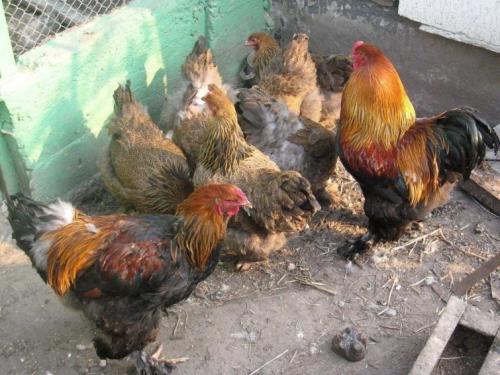 Навоз или перегной. Навоз в качестве удобрения