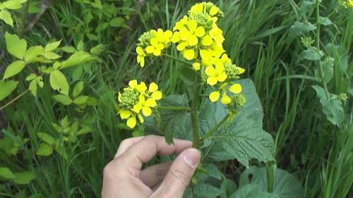 Как сделать перегной из травы. Какие растения с участка применяют для компостирования