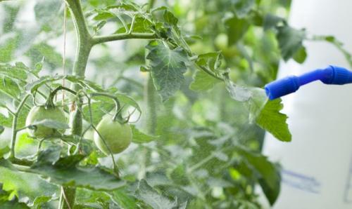 Как приготовить семена из помидор для посадки. Как собрать семена помидоров любимых сортов, чтобы посадить их на следующий год – делаем это правильно 02