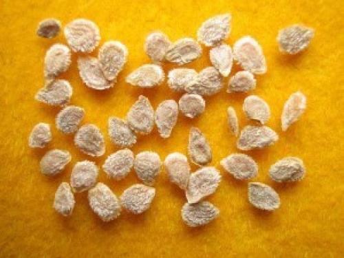 Как собрать семена помидор и огурцов. Как высушить семена помидор. Как собрать семена помидоров