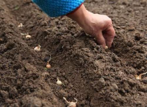 Можно ли сажать лук в полутени. Посадка севка — второй этап двухгодичного выращивания лука репки