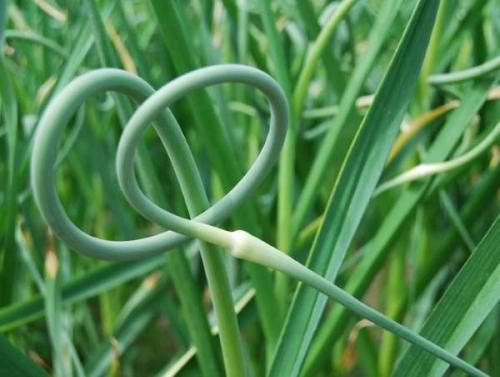 Где сажать чеснок в тени или на солнце. Чеснок любит тень или солнце? 07