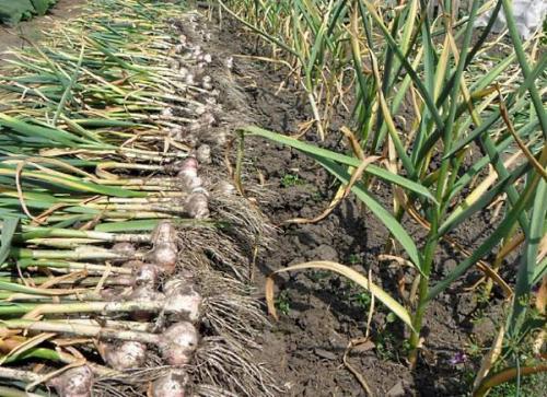 Где сажать чеснок в тени или на солнце. Чеснок любит тень или солнце? 09