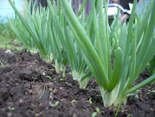 Можно ли сажать лук в полутени. Посадка севка — второй этап двухгодичного выращивания лука репки