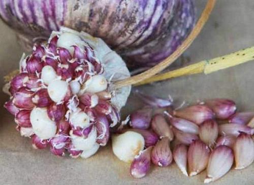 Где сажать чеснок в тени или на солнце. Чеснок любит тень или солнце? 05