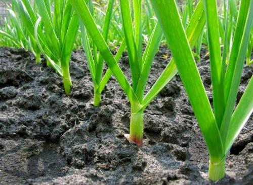Где сажать чеснок в тени или на солнце. Чеснок любит тень или солнце? 08