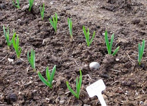 Где сажать чеснок в тени или на солнце. Чеснок любит тень или солнце? 06