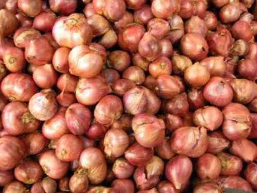 Можно ли сажать лук в полутени. Посадка севка — второй этап двухгодичного выращивания лука репки