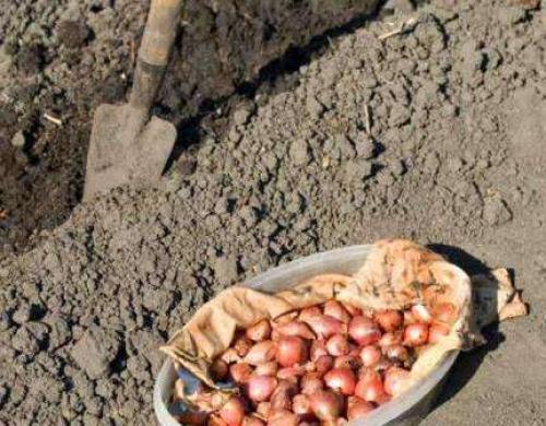 Можно ли сажать лук в полутени. Посадка севка — второй этап двухгодичного выращивания лука репки