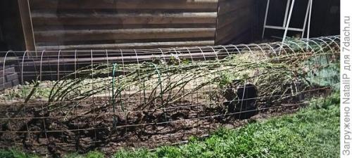 Какие материалы используются для укрытия роз на зиму в Подмосковье. Укрытие роз в Московской области